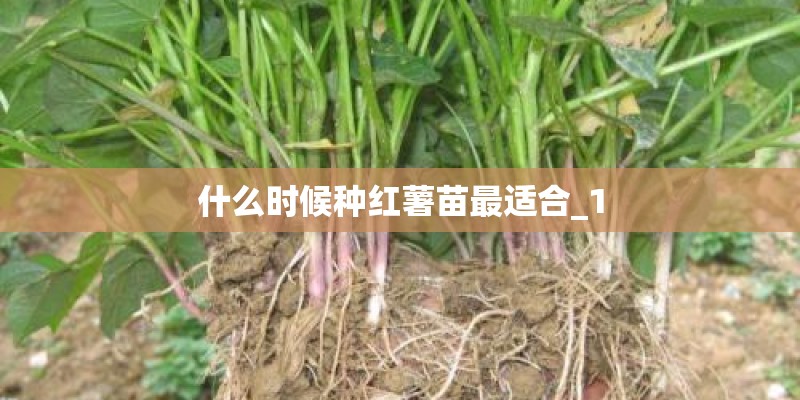 什么时候种红薯苗最适合_1 什么时候种红薯苗最适合_1