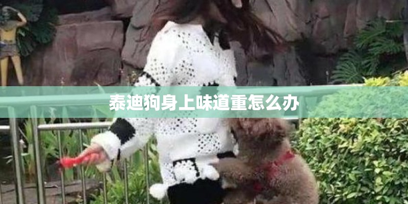 泰迪狗身上味道重怎么办