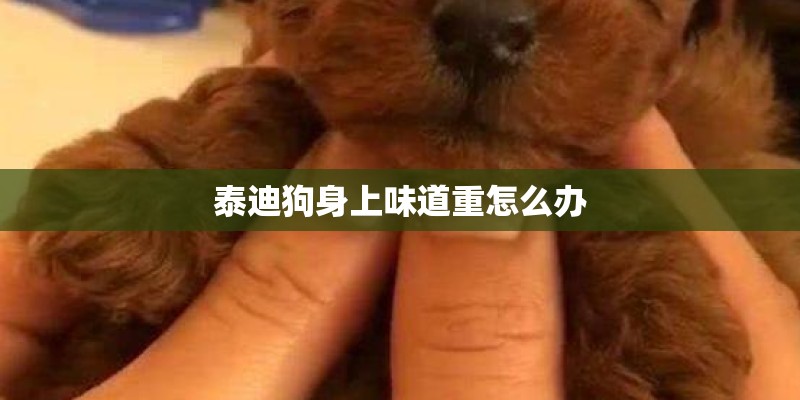 泰迪狗身上味道重怎么办