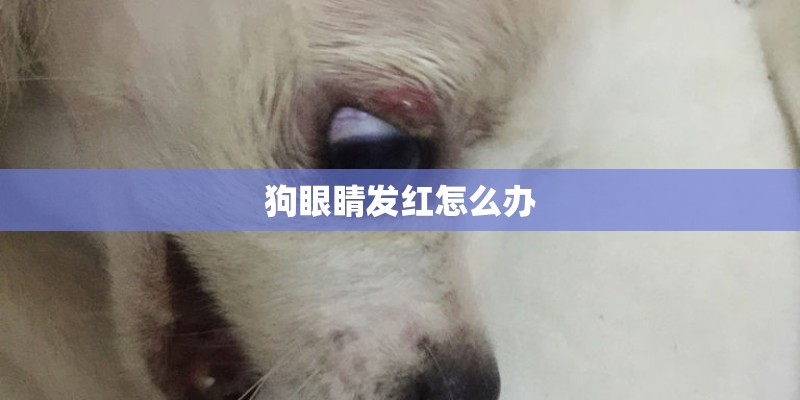 狗眼睛发红怎么办