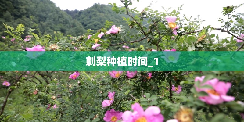 刺梨种植时间_1