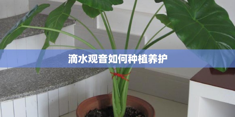 滴水观音如何种植养护 滴水观音如何种植养护