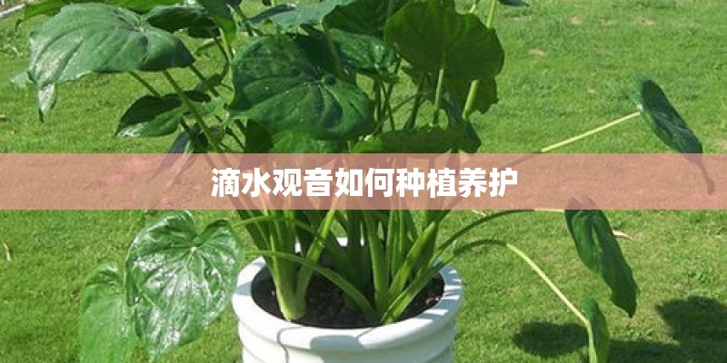 滴水观音如何种植养护 滴水观音如何种植养护
