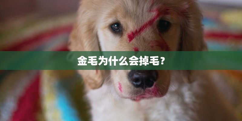 金毛为什么会掉毛？