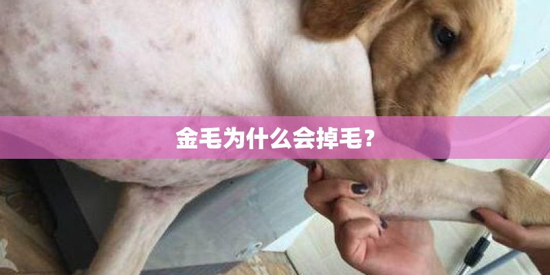 金毛为什么会掉毛？