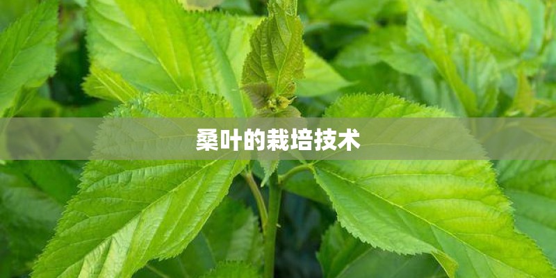 桑叶的栽培技术