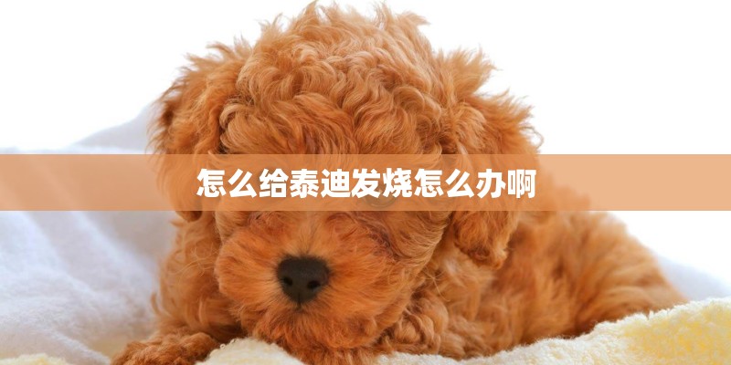 怎么给泰迪发烧怎么办啊
