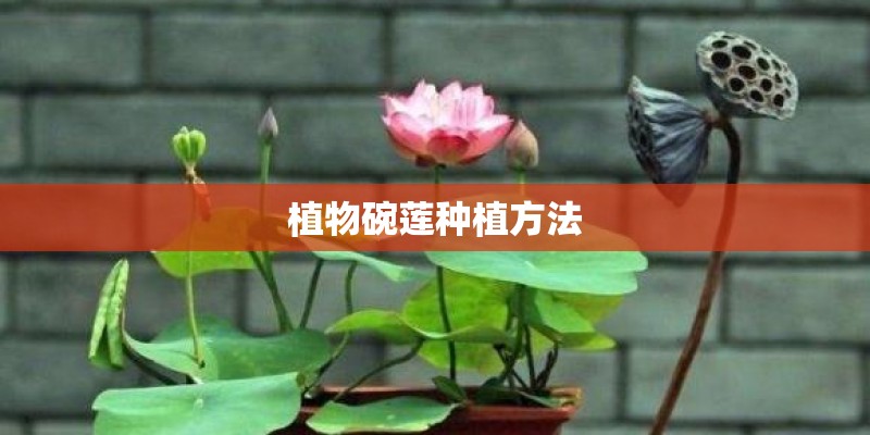 植物碗莲种植方法