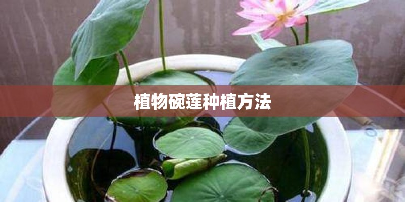 植物碗莲种植方法