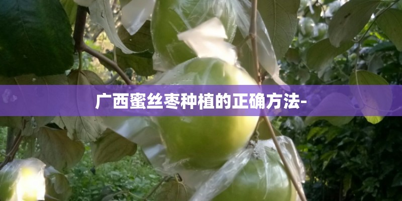 广西蜜丝枣种植的正确方法-