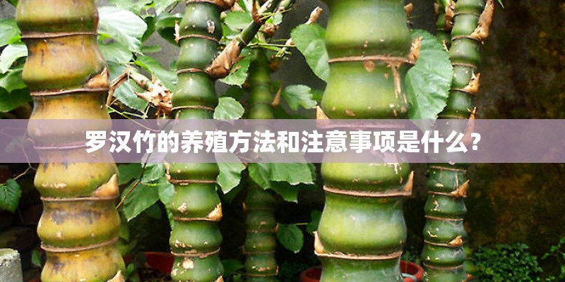 罗汉竹的养殖方法和注意事项是什么？