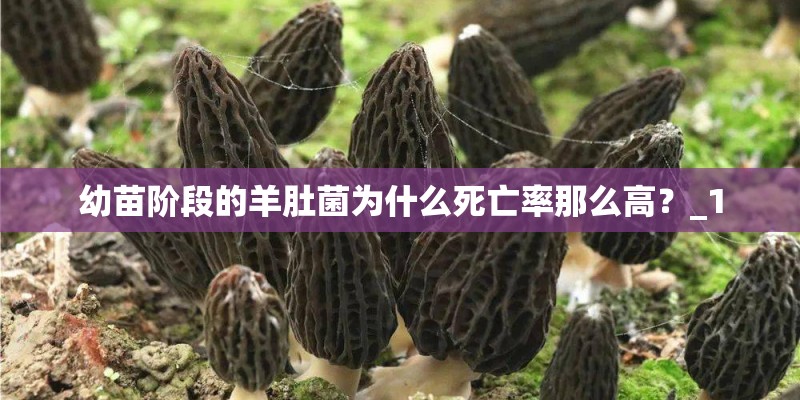 幼苗阶段的羊肚菌为什么死亡率那么高？_1
