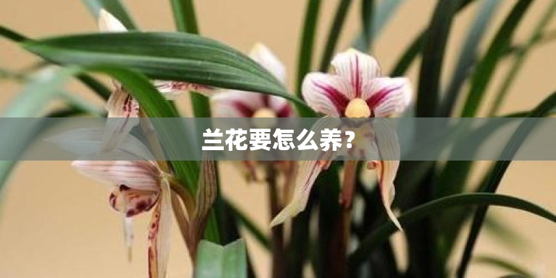 兰花要怎么养？
