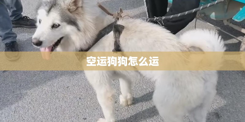 空运狗狗怎么运