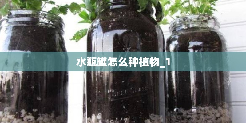 水瓶罐怎么种植物_1