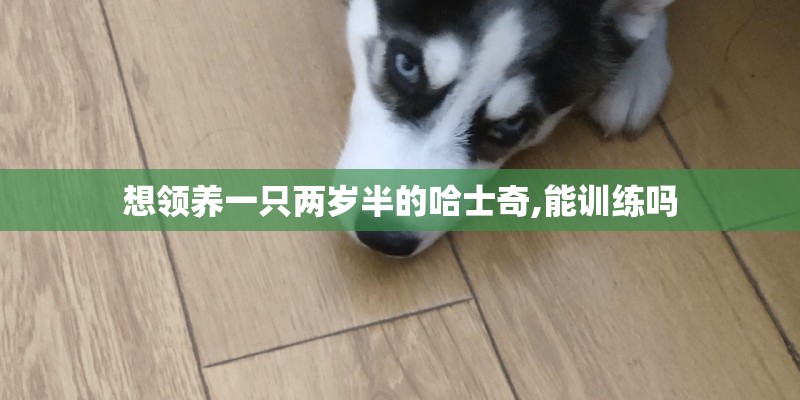 想领养一只两岁半的哈士奇,能训练吗
