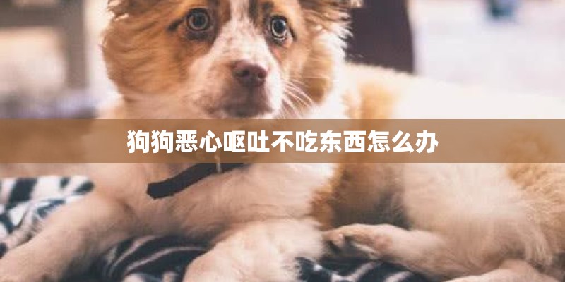 狗狗恶心呕吐不吃东西怎么办