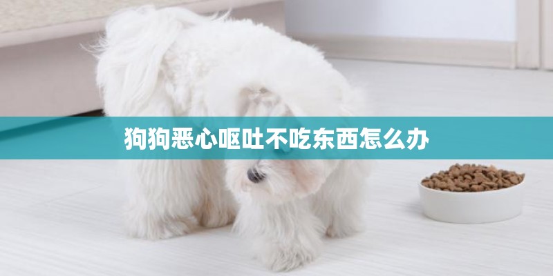 狗狗恶心呕吐不吃东西怎么办