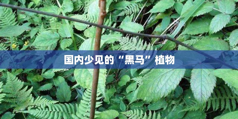 国内少见的“黑马”植物