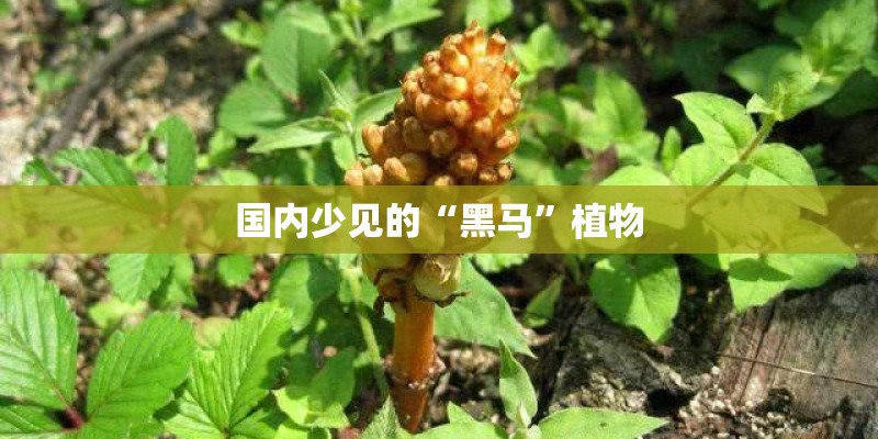 国内少见的“黑马”植物