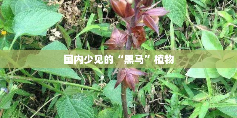 国内少见的“黑马”植物