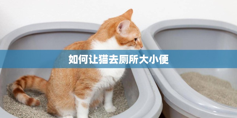 如何让猫去厕所大小便