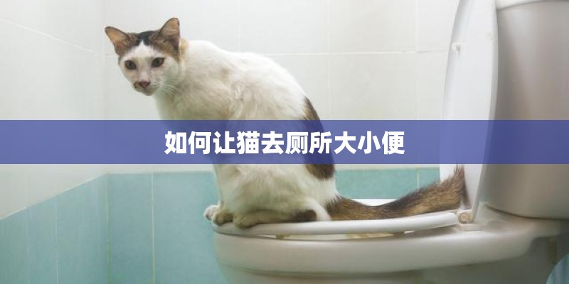 如何让猫去厕所大小便