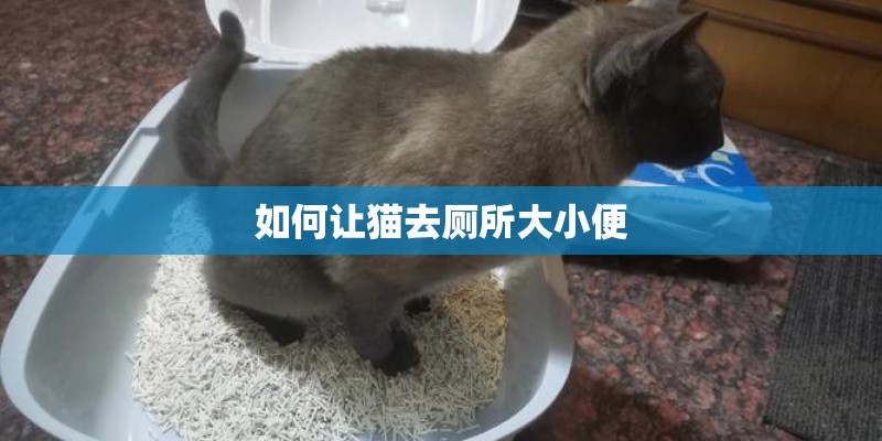 如何让猫去厕所大小便
