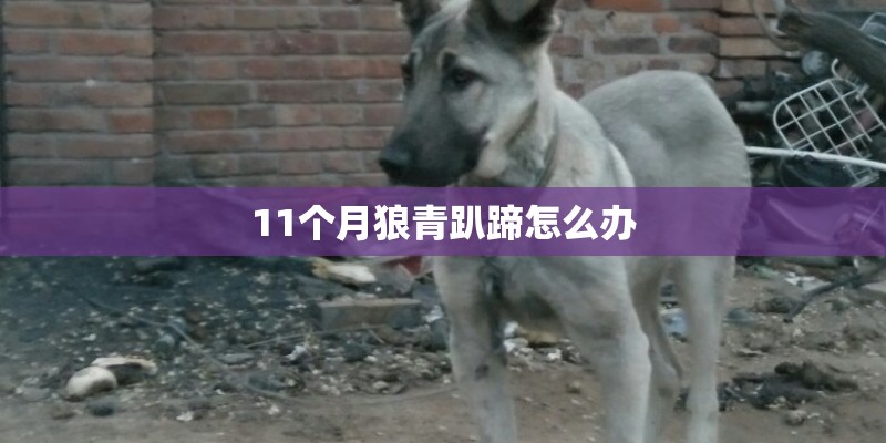 11个月狼青趴蹄怎么办