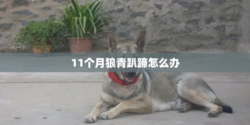 11个月狼青趴蹄怎么办