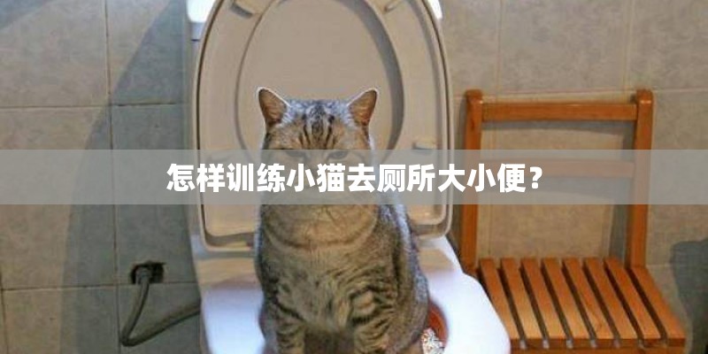 怎样训练小猫去厕所大小便？