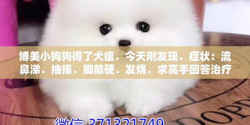 博美小狗狗得了犬瘟．今天刚发现．症状：流鼻涕．抽搐．脚颠硬．发烧．求高手回答治疗办法