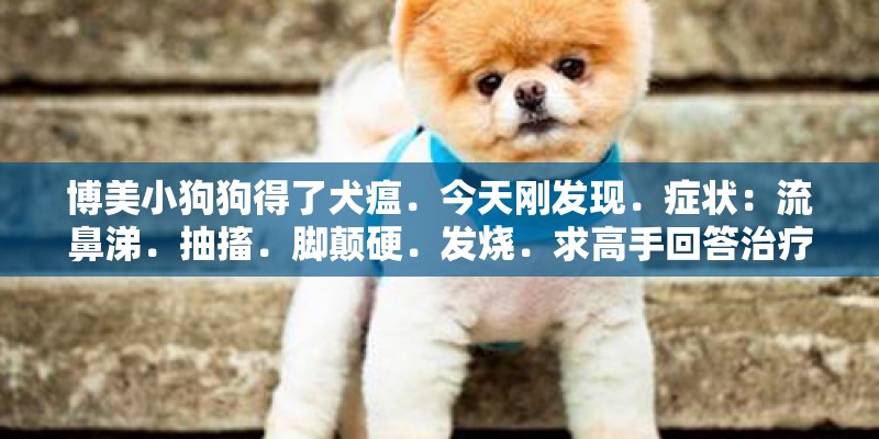 博美小狗狗得了犬瘟．今天刚发现．症状：流鼻涕．抽搐．脚颠硬．发烧．求高手回答治疗办法
