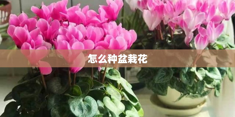 怎么种盆栽花