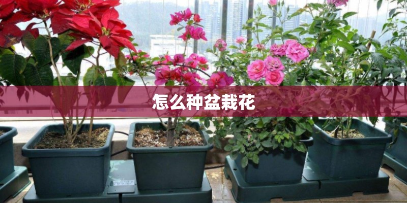 怎么种盆栽花