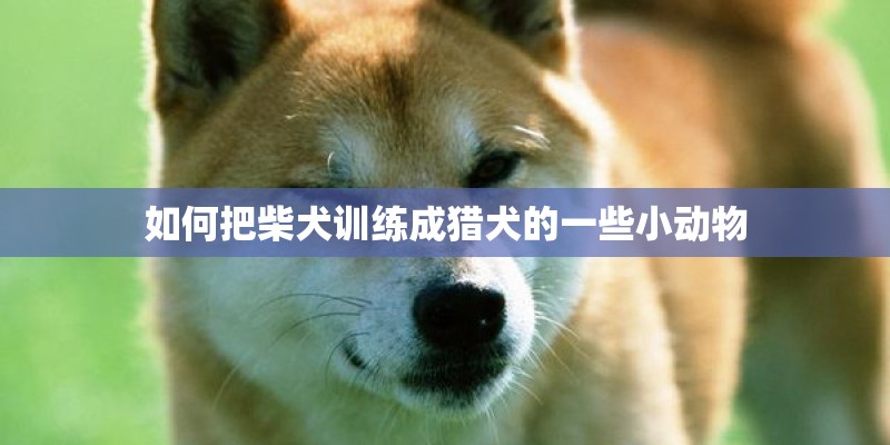 如何把柴犬训练成猎犬的一些小动物