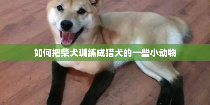 如何把柴犬训练成猎犬的一些小动物