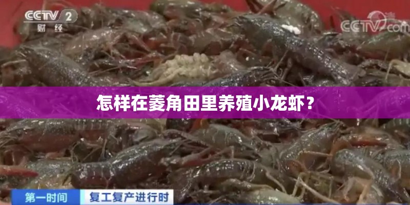 怎样在菱角田里养殖小龙虾？