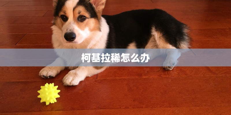 柯基拉稀怎么办