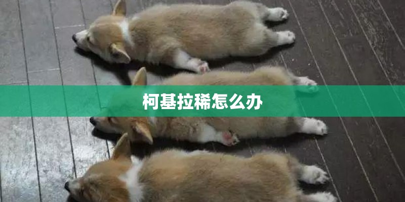 柯基拉稀怎么办