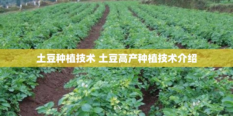 土豆种植技术 土豆高产种植技术介绍