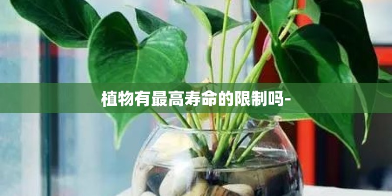 植物有最高寿命的限制吗-