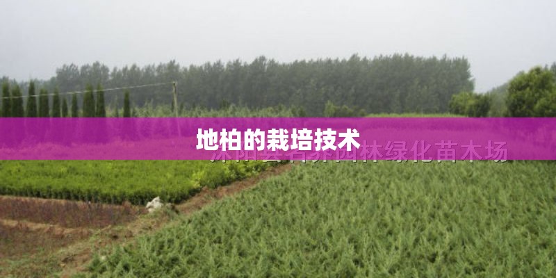 地柏的栽培技术