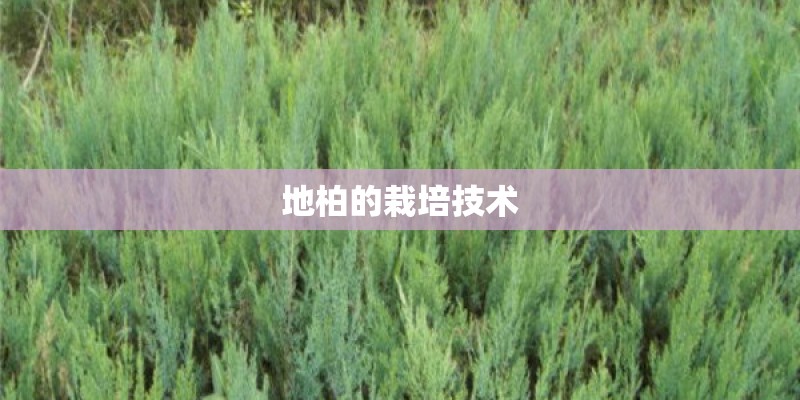地柏的栽培技术