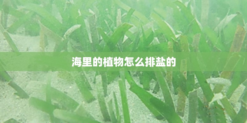 海里的植物怎么排盐的