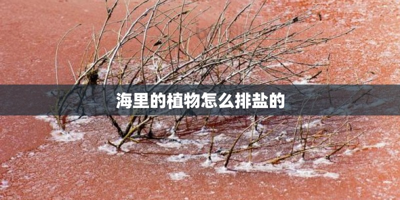 海里的植物怎么排盐的