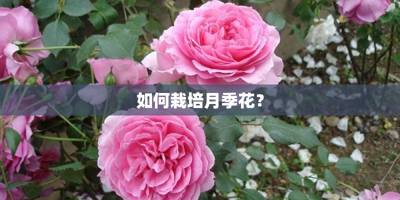 如何栽培月季花？