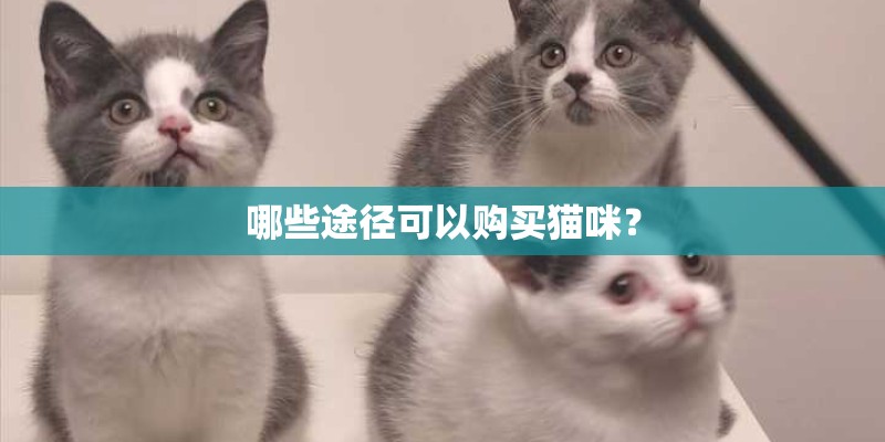 哪些途径可以购买猫咪？