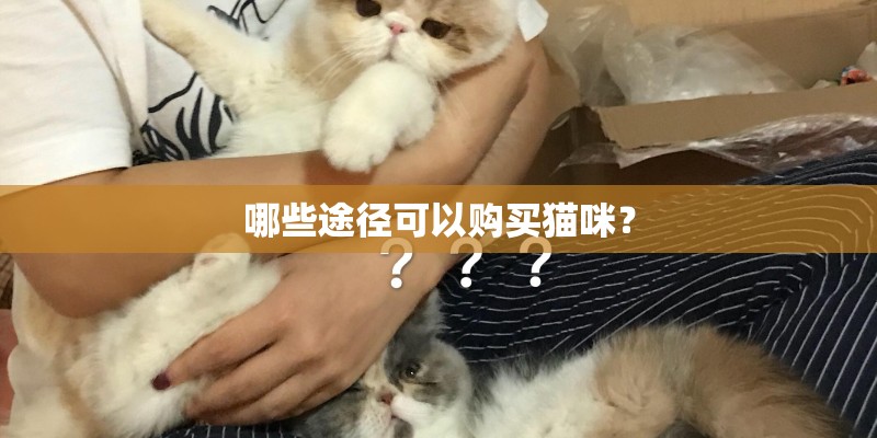 哪些途径可以购买猫咪？