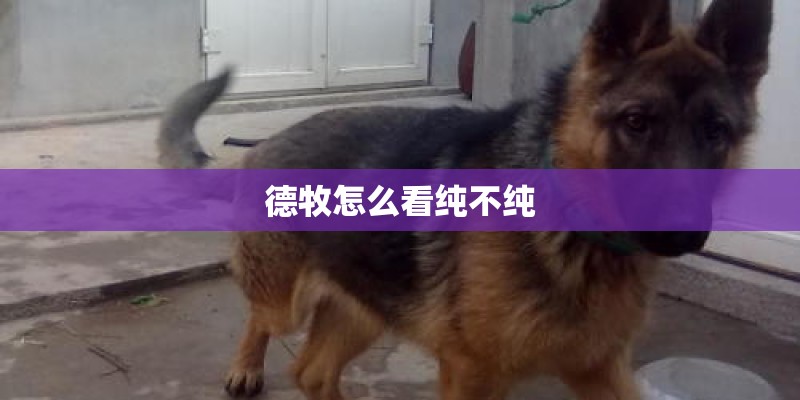 德牧怎么看纯不纯